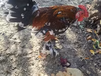 Chickens — foto 4