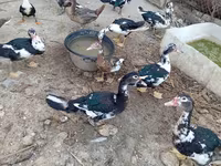 Ducks — Foto 3