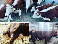 Qoramol (partiya, jinsi ko‘rsatilmagan), Simmental cattle — 2-rasm