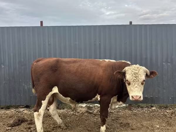 Toro, Hereford