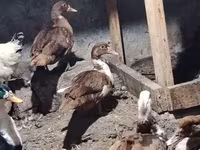Ducks — फ़ोटो 1