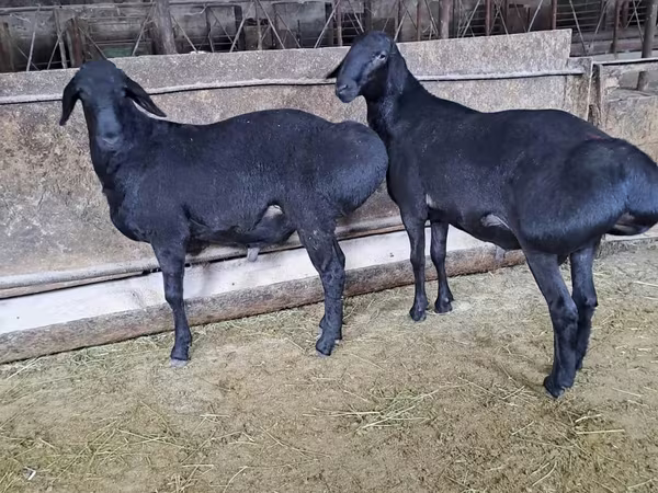 Widder, Hissar sheep