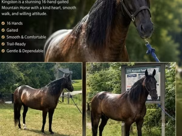 At, French Trotter