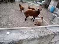 Ram, Sheep — photo 7