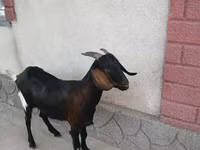 Cabra, Nubian Goat — foto 2