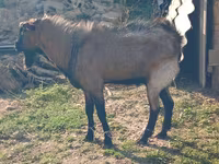 母山羊, Goats — 照片 1