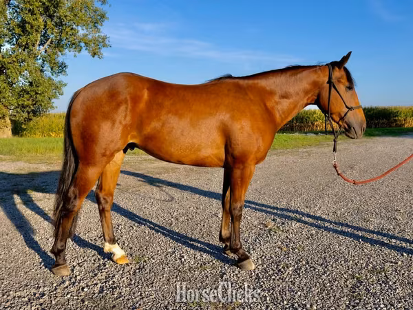 At, Quarter Horse