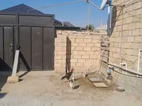 Chickens — फ़ोटो 2