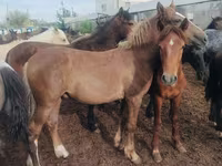 Hengst, Horse breed — Foto 2