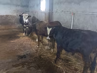 Корова, Russian Black pied cattle — фото 2