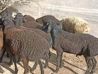 أغنام (دفعة، الجنس غير محدد), Tajik sheep — الصورة 4