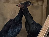 Ayam Cemani — Foto 3