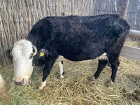 بقرة, Latvian Blue cattle — الصورة 1
