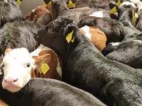 Rinder (Partie, Geschlecht nicht angegeben), Simmental cattle — Foto 7