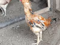 Chickens — 照片 7