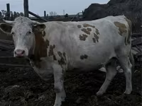 بقرة, Simmental cattle — الصورة 1