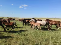 فرس, Kazakh horse — الصورة 7