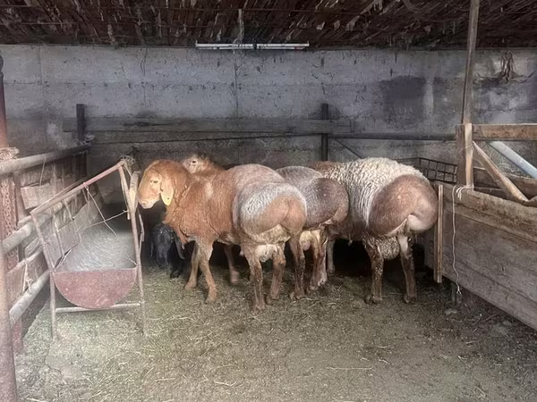 Баран, Arashan sheep