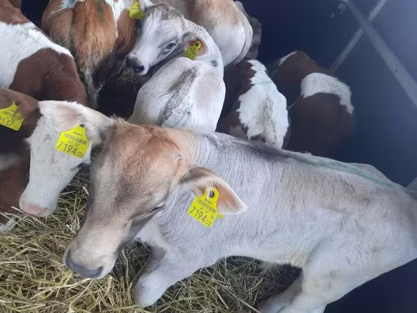 公牛, Simmental cattle