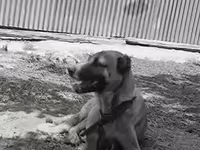 Məhsul: İtlər üçün möhkəm metal zəncir və yaxalıq dəsti Təsvir: - — الصورة 1