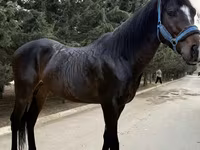 Hengst, Thoroughbred horse — Foto 1