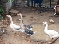 Geese — Foto 4
