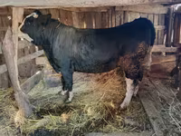 Bulle, Kasachische Weißkopfkuh — Foto 2