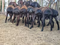 كبش, Hissar sheep — الصورة 2