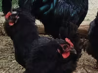 Australorp — Foto 4