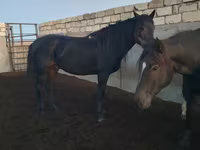 Aygʻir, Kushum Horse — 6-rasm