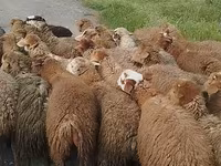 Ovejas (lote, sexo no especificado), Ovejas — foto 1