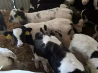 Rinder (Partie, Geschlecht nicht angegeben), Simmental cattle — Foto 3