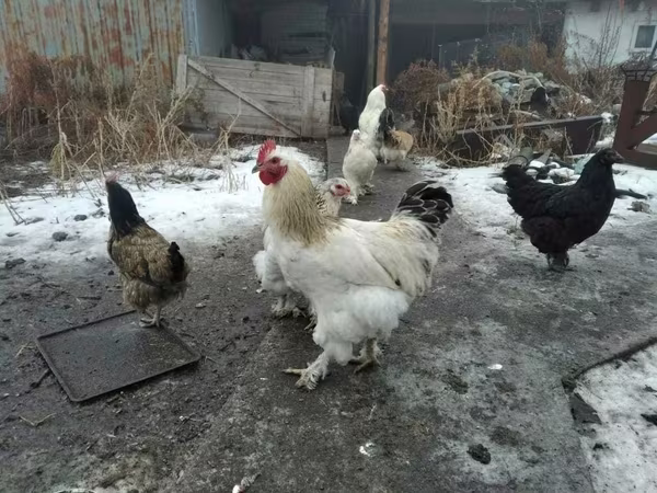 براهما