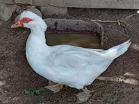 Hausente — Foto 2