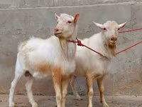 Cabra, Saanen goat — foto 3