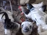 Chickens — Foto 2