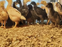 Chickens — الصورة 1