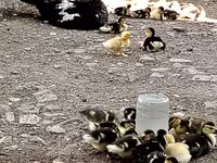 Ducks — الصورة 5