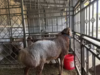 Widder, Arashan sheep — Foto 3