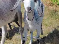 Dişi keçi, Nubian Goat — foto 3