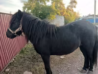 فرس, Shetland Pony — الصورة 2