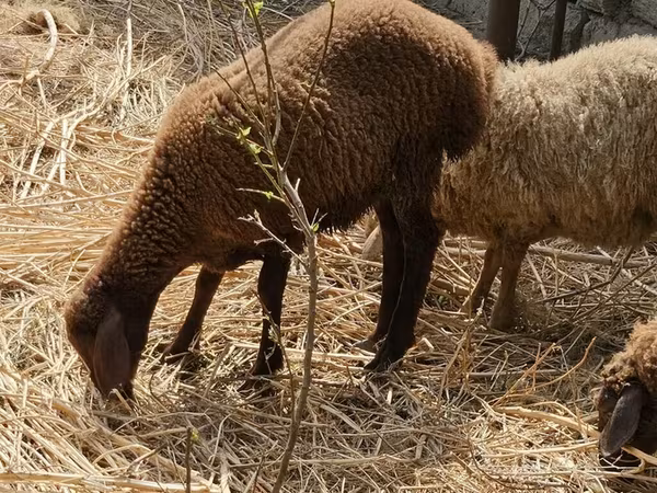 أغنام (دفعة، الجنس غير محدد), Karabakh sheep