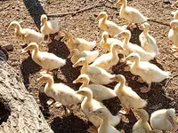 Ducks — Foto 3