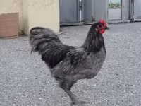 Australorp — 1-rasm