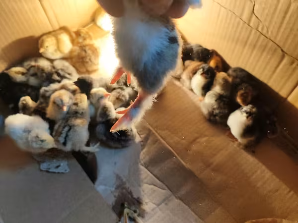 Chickens