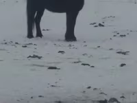 Кобила, Kazakh horse — фото 1