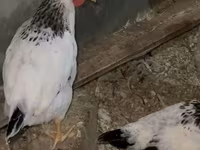 Chickens — الصورة 3