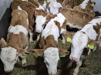 Toro, Simmental cattle — foto 3