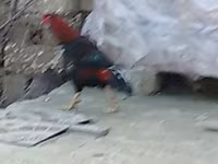 Chickens — Foto 2