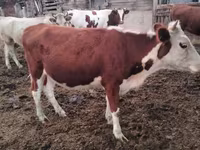 गाय, Swiss cattle — फ़ोटो 2